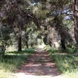 Decidiamo di intraprendere il viottolo che si rivela alquanto suggestivo. In alcuni tratti gli alberi laterali filtrano completamente la luce del sole...